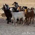 معزا جنوبيات دفيع ومضاريع بفحلها