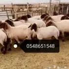 جز صوف الأغنام ماكينه كهرباء