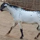 فحل منتج