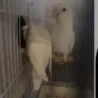 15 جوز روز تقريبا الاحساء المبرز