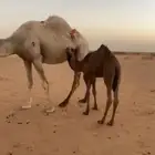 حشو بريه اعمار 5 شهور