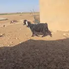 لبيع عنز