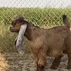 مشروع فحل عارضي