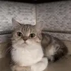 قطه انثى سكوتش للبيع