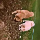 كلاب بو مرينيان