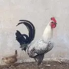 دجاج