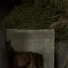 مهر شعبي من فواخر الشعبيات