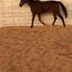 فرس انجليزيه