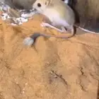 مطلوب جربوع مهو مهم حي ولا ميت .