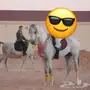 بيع حصان سبق