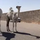 حواره حيسونيه تم البيع