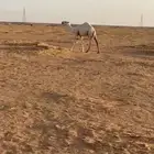 قعود اوضح كفوا  مستقبل بمشيئة الله