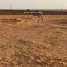 قعود اوضح كفوا مستقبل بمشيئة الله. (((تم البيع)))