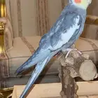 ببغاء كروان