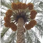 يتوفر لدينا برحي