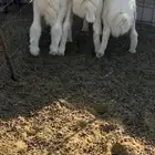 خرفان حريات