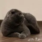 للبيع ذكر سكوتش فولد بلو تربل بيور مستوى عالي جدا عمر سنه