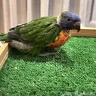 فروخ لوري غر