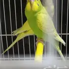 طيور بادجي هولندي انجليزي للبيع