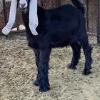 تيس عارضي مشروع فحل