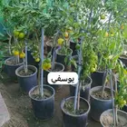 شتل فواكه مثمره