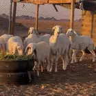 طليان