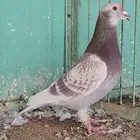 فحل زاجل سباق