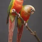 متوفر زوج كنيور انناسي منتج شرط