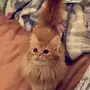 قطه شيرازيه صغيره ب 250 ريال 