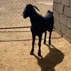 تيس جبر كفو واكله نضيف ومن حلالي جذع