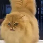 مطلوب كيتن برتش لونق هير. بسعر معقول ويكون بيور نفس الى