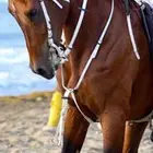 خيل شعبي للبيع العمر 7 سنوات الاب عربي والام شعبيه سليم