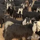 مطلوب معزاء مراح