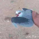 اهل الخبره هذا ايش نوعه