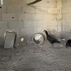 دجاجه باكستانيه