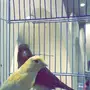 زوج كناري 