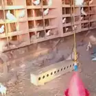 كل انواع الحيوانات