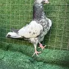 حمام باكستاني طبه تيدي بيور- قولدن عروق ودماء نظيفه للترسيم