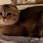قطط سكوتش للبيع