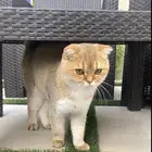 ذكر سكوتش قولد فولد