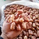 تمور اخلاص