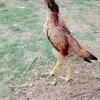سلام عليكم عرض لكم دجاجه شامو ياباني عمر تقريبا 7 شهر الصحه