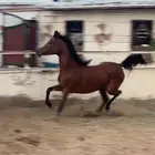 فرس شعبيه شيخه