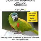 بغبغاء مفقود