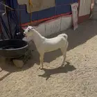 تيس للليع