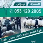ذبايح نعيم وتيوس عارضيه وجنوبية الخبر مع السلخ والتوصيل
