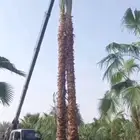 نخل للبيع طيب مثمر وزينه