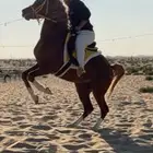 خيل حفيد مروان الشقب