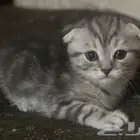 كيتن شورت هير مخطط