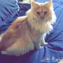 قطة شيرازية للبيع على السوم